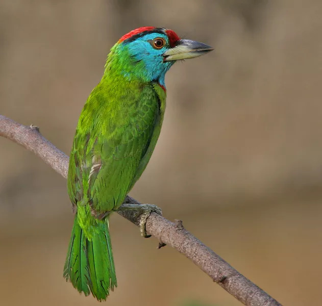 啄木鸟(megalaima asiatica)四种主要以果实为食的鸟类对果实颜色的