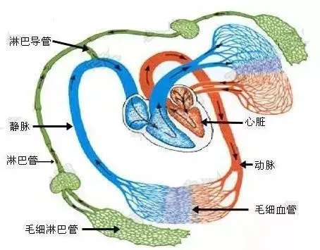 阳病治阴利用什么原理_阴疽是什么病