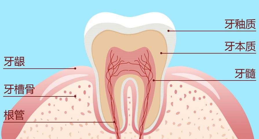 12-13岁左右全部长齐,一般成人有28-32颗牙齿.