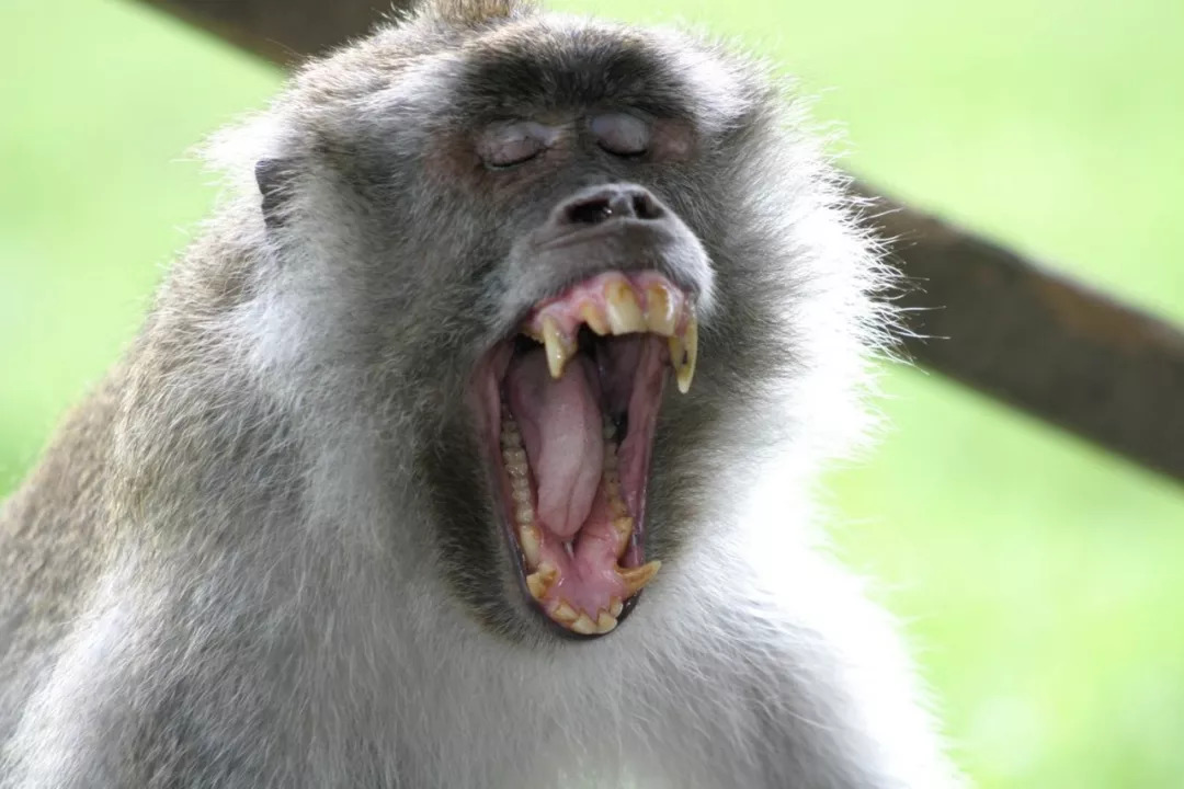 商家称为"袖珍石猴"的小猴子实际为一种猕猴,注意它们的牙齿.