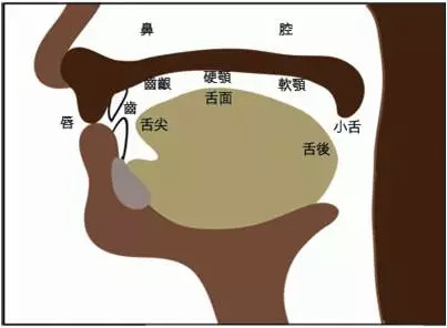 ⑤进入食管和胃④下颚固定,食物到达咽后部,在舌根部肌肉的挤压下