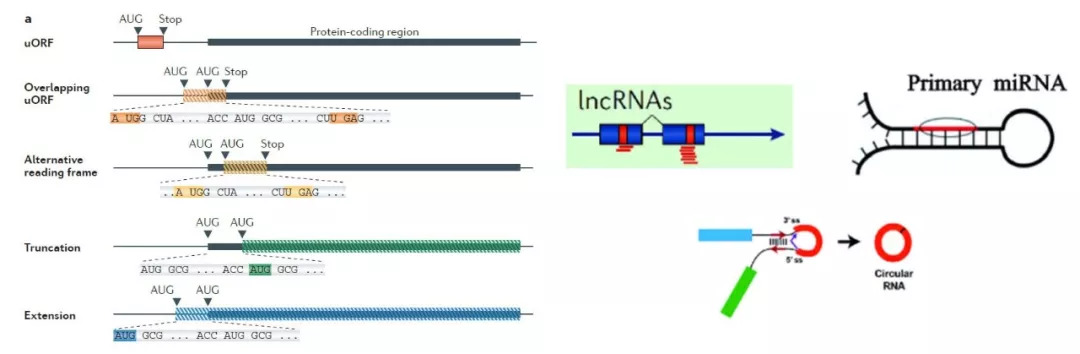 mrna的可变翻译区以及非编码rna的可翻译区示意图