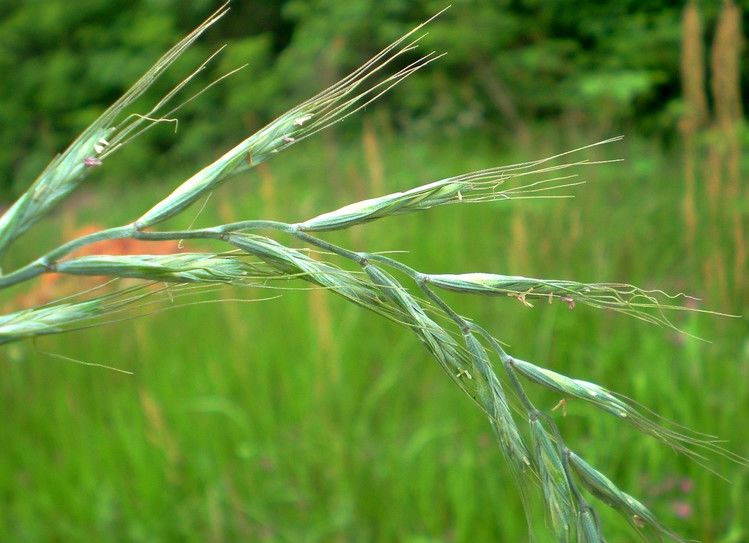 优质冬春牧草扁穗雀麦,易种植结实性好再生力强牲畜均喜食!