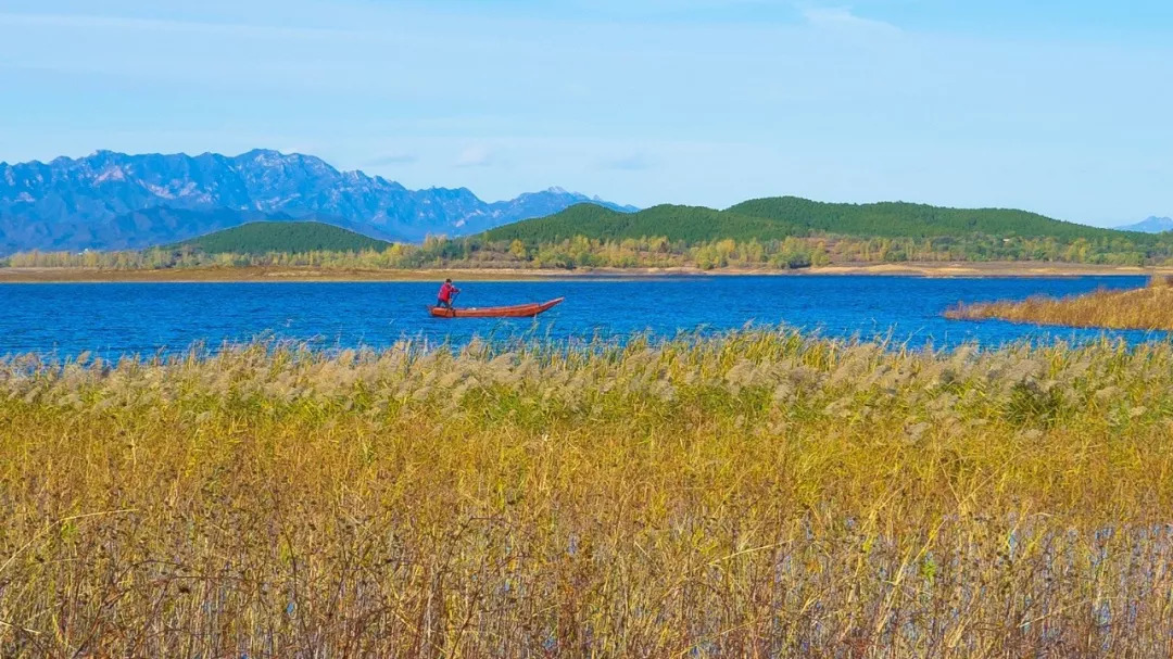 野鸭湖市级湿地保护区,翠湖国家城市湿地公园,颐和园湿地,密云水库等