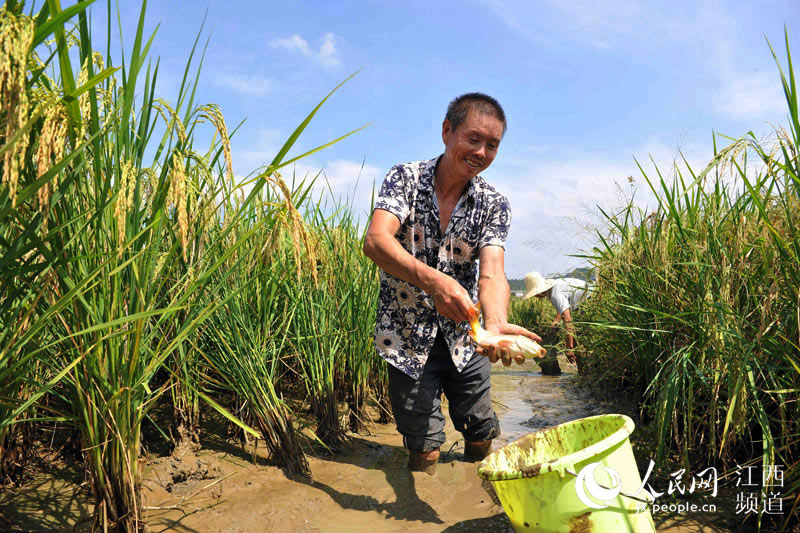 江西省宜春市万载县黄茅镇路下村水头源种养殖合作社农民正在捕捞稻田