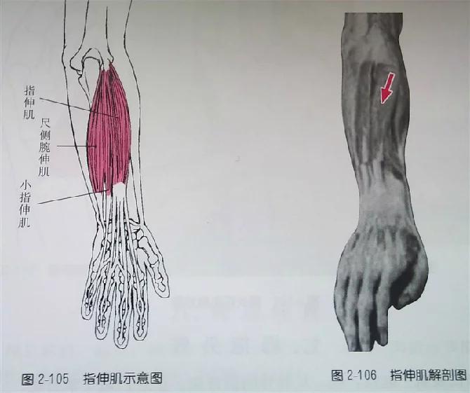 (图2-103,2-104) 5,伸 指 指伸肌:起点:肱骨外