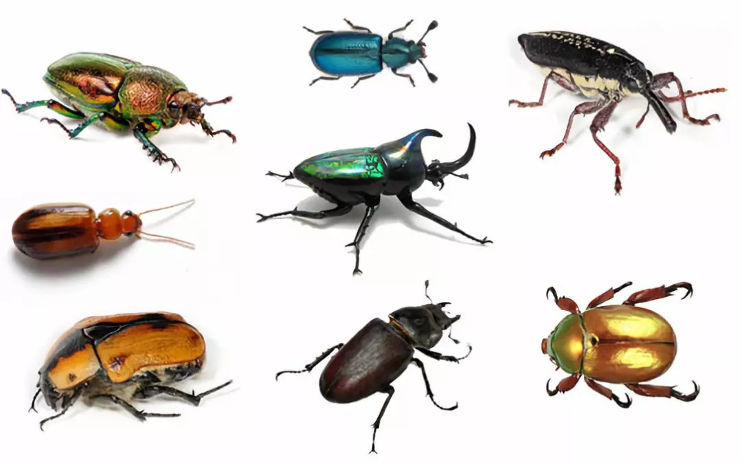 了解上海(华东)地区常见的大型甲虫以及找寻它们的方法 part 2 动 手