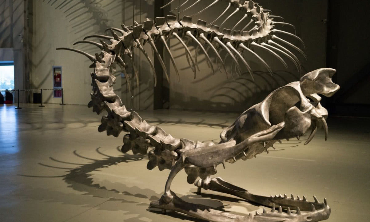 恐龙化石被拍卖的次数越来愈多,科学家和博物馆都已经