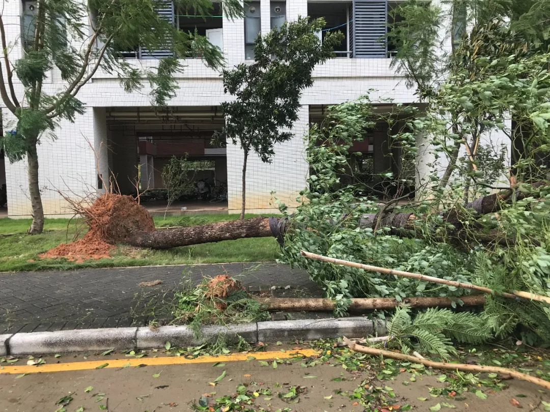 学校广州校区校道树木被"山竹"吹倒 在超强台风"山竹"面前 我们是渺小