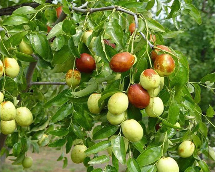 优良产地 自然成熟 山西运城的绿色农产品种植基地种植枣类已有300多