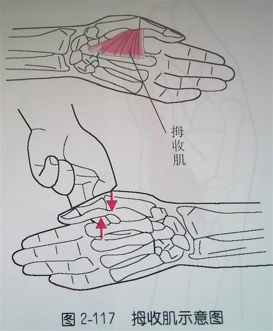 止点:拇指近节指骨底.(图2-112) 拇短展肌:起点:桡,尺骨骨间膜背面.