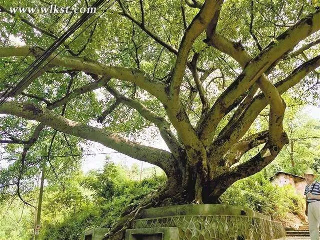 山城热议 | 重庆遍地的黄角树就是菩提树吗?_黄葛树