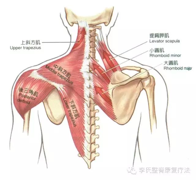 【基础解剖】颈椎综合征相关肌肉_斜方肌