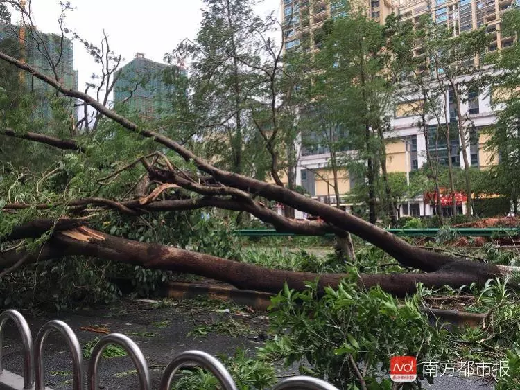 好惨台风过后广东校园破坏有多严重看到都想哭了