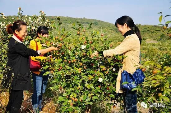 耒阳:油茶产业扶贫谱新篇