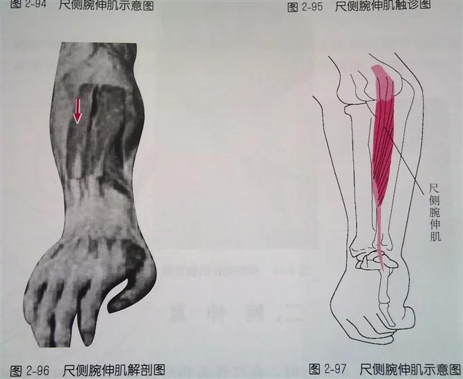 桡侧腕长伸肌:起点:肱骨外上髁.位于桡侧腕长伸肌的后侧.