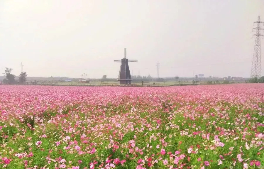 大概是你在句容看到面积最大的一片格桑花海了吧