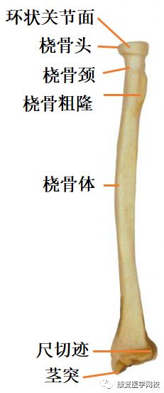 腕骨(8个): 近侧列:手舟骨,月骨,三角骨,豌豆骨 远侧列:大多角骨,钩骨