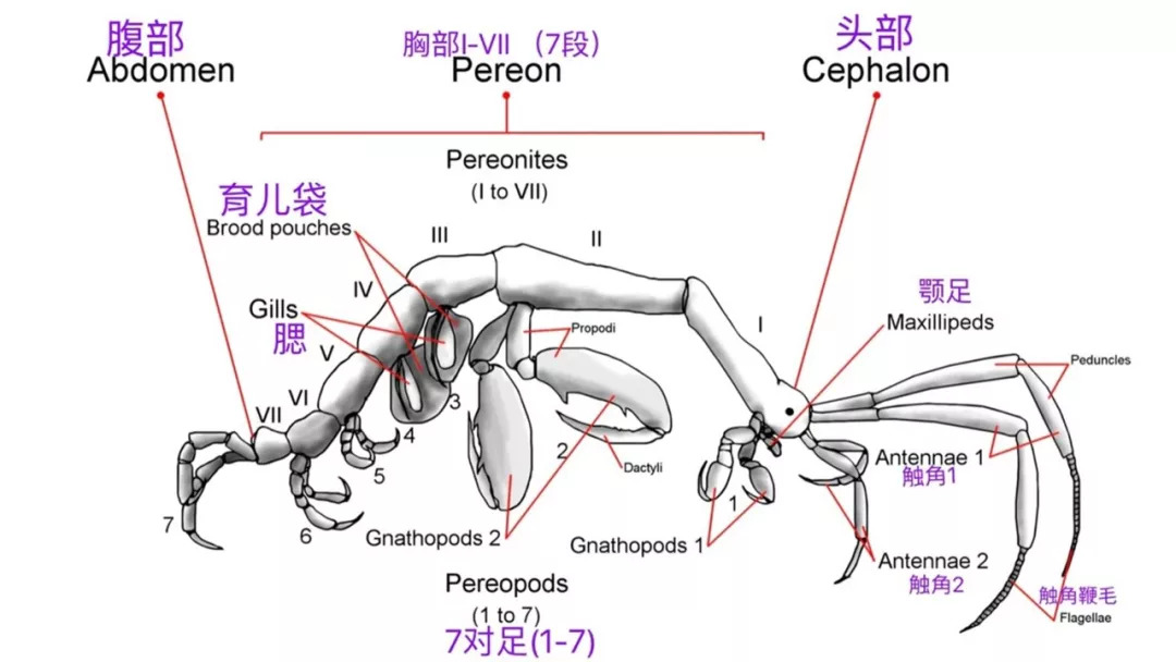 【潜行家-物种】有一种虾叫骷髅虾