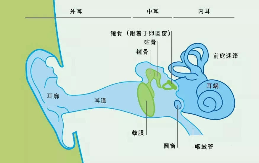 【干货】耳朵的结构究竟长什么样?如何处理声音信号?