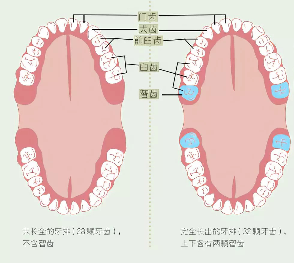 在人类的基因中,牙齿数量的"出厂设定 " 是32颗 : 8颗门齿 ,4颗犬齿