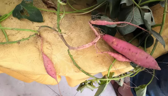 红薯在生长期为什么会发芽?