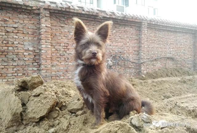 梦见狗守家是什么意思_梦见守门狗_梦见狗守在门口准备咬我