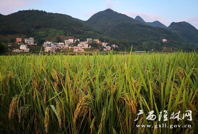 岩茶乡田园景色