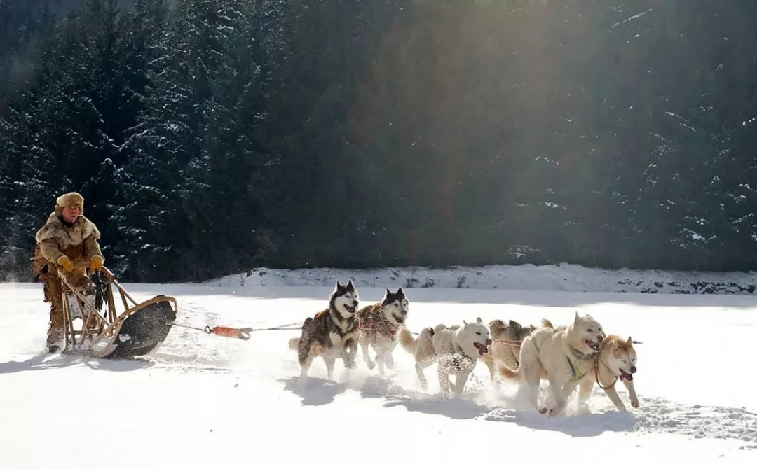 ▍狗拉雪橇 穿越冰雪世界