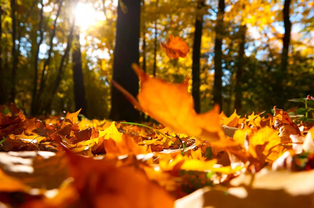 秋季摄影征集 | 来一起做一场关于秋天的梦