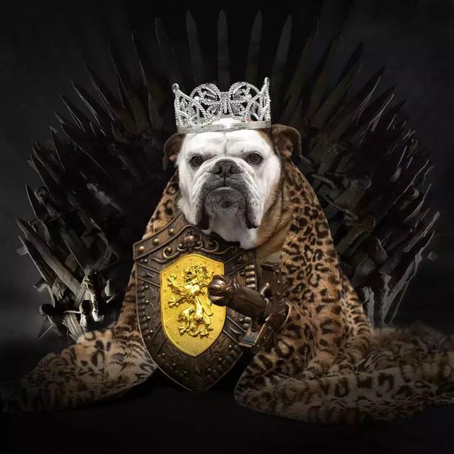 實力寵狗：網紅英國鬥牛犬收獲200萬粉絲，盡顯王者榮耀！ 寵物 第1張
