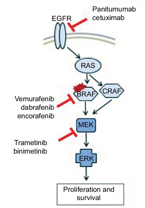 两种药物均靶向mapk信号通路(ras-raf-mek-erk)中的关键酶.