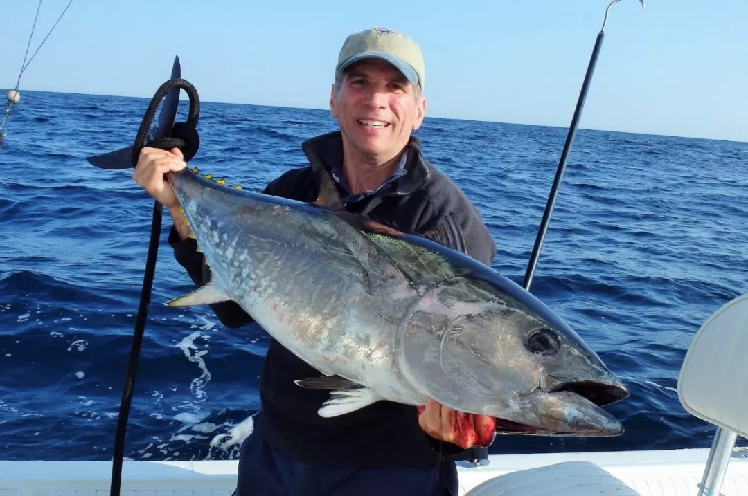 (southern bluefin tuna金枪鱼 图源:noflukefishing.blogspot.com)