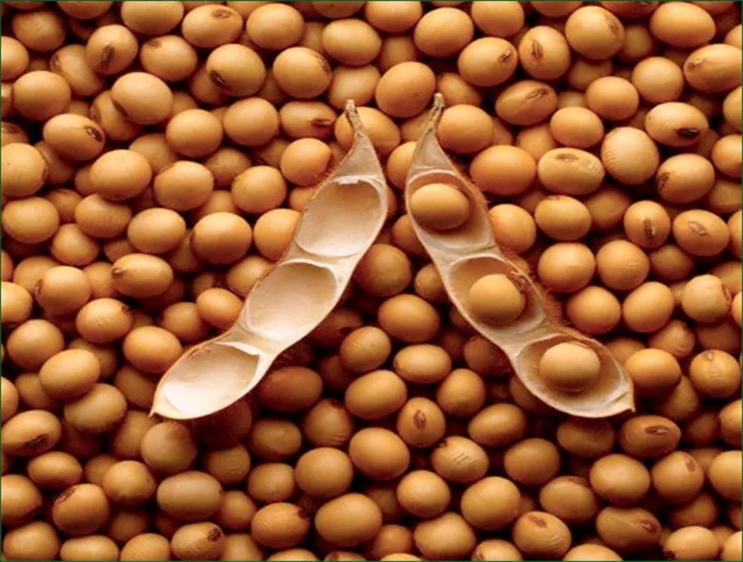 预计明年大豆种子的繁种面积达328万亩,预计产量为5.