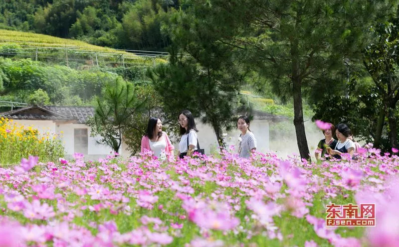 德化雷峰潘祠:花海烂漫,美不胜收!准备好做个"花痴"吧!