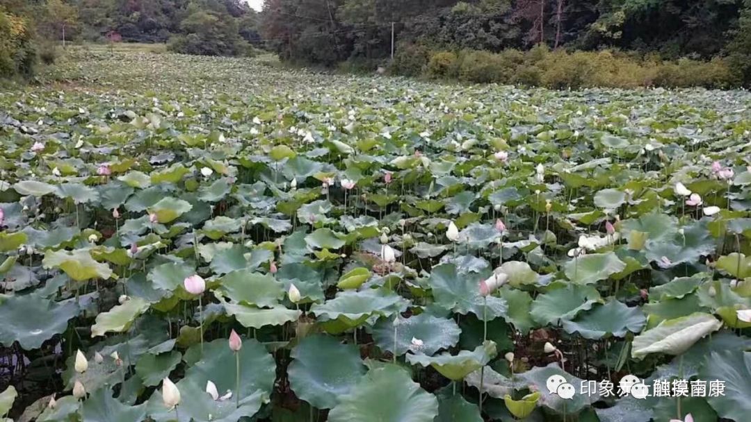 "南康的西关"赤土畲族乡,青山绿水人儿美