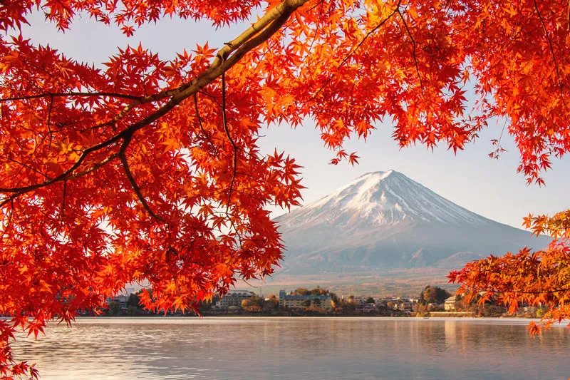 日本红叶季来袭 私藏小众赏枫线路看这里 途风定制师推荐 京都