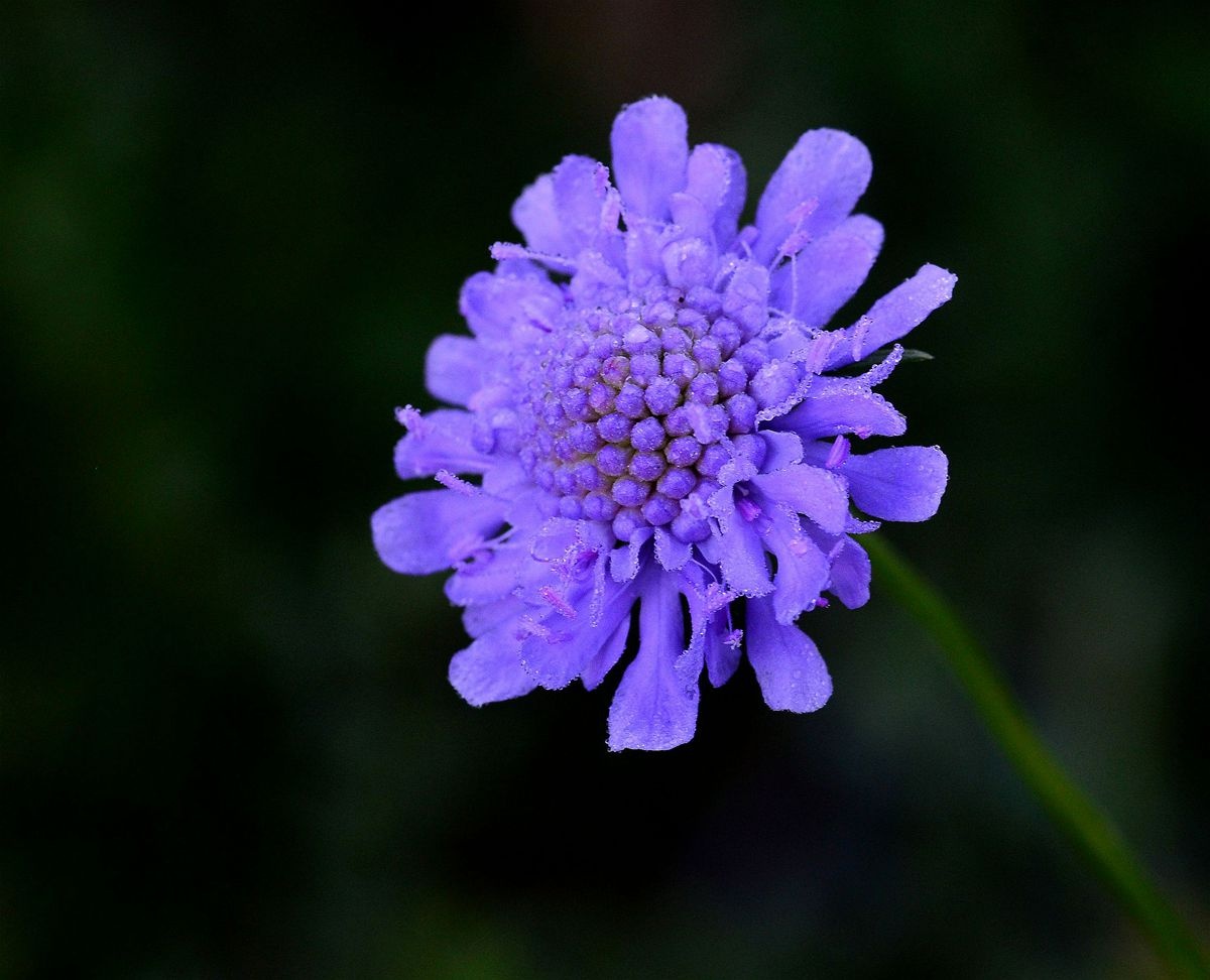 没蓝盆友?没关系,这里有蓝盆花—几禾花舍_粉色