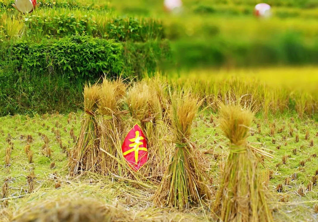 首届农民丰收节榜单有名的浙里七大田园乡村这个秋天最值得去