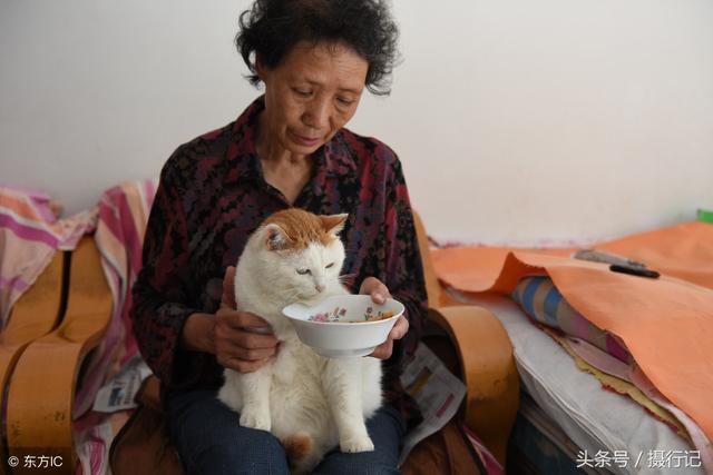 "猫奶奶"收养流浪猫60多只,因流浪猫常生病,用人参喂猫补身子