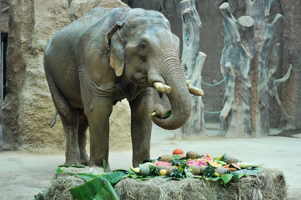 大象夫妻青岛过中秋节 小朋友动手diy水果月饼 大象吃的可欢实