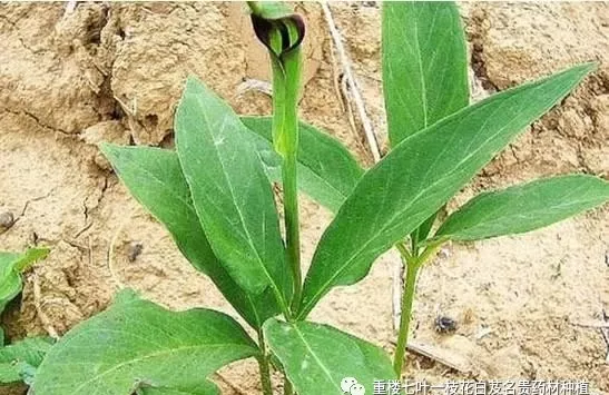 在北北方,半夏种植时间应往后推,四月份至五月份种植最好.