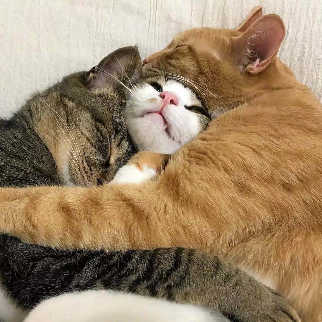 三只猫睡觉喜欢抱在一起,这令人窒息的爱啊.