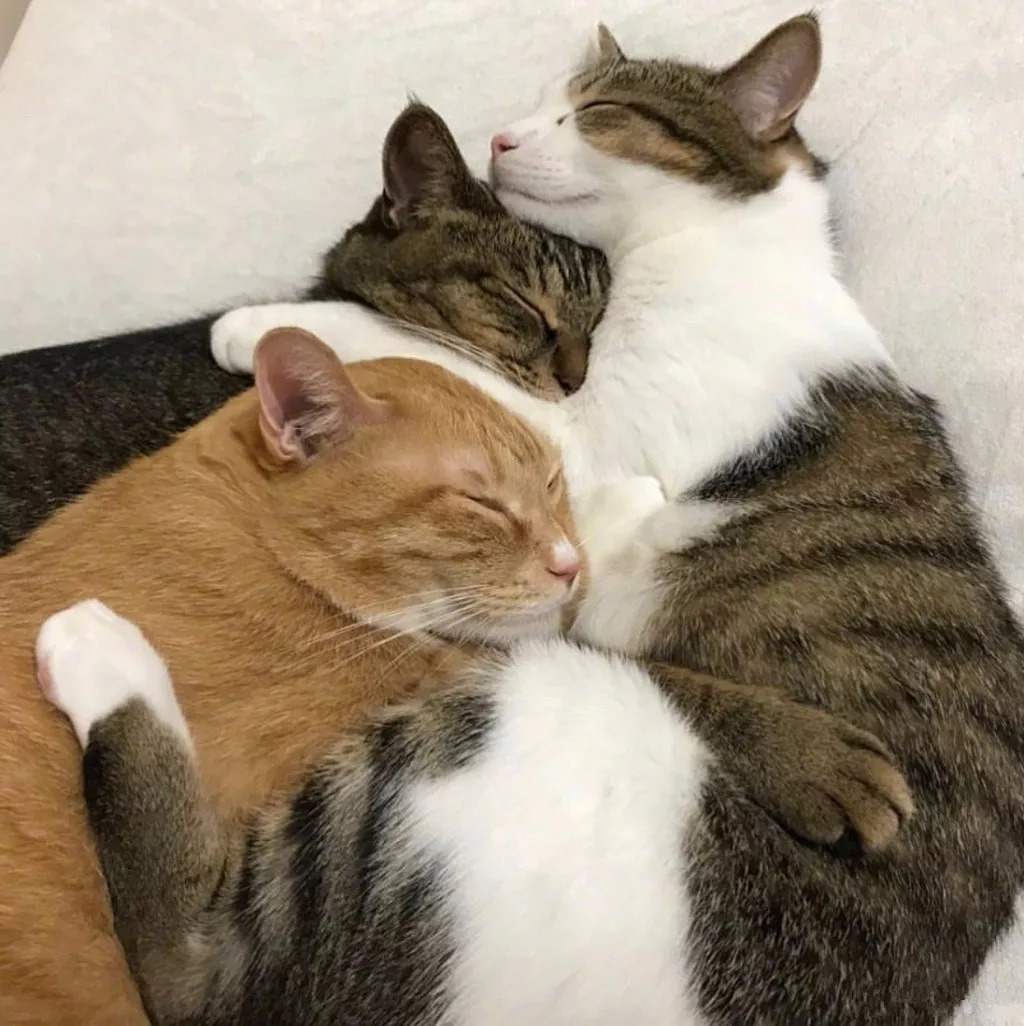 三只猫睡觉喜欢抱在一起,这令人窒息的爱啊.
