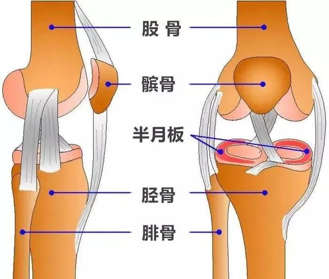 膝关节,是人体最薄弱,最复杂的关节.
