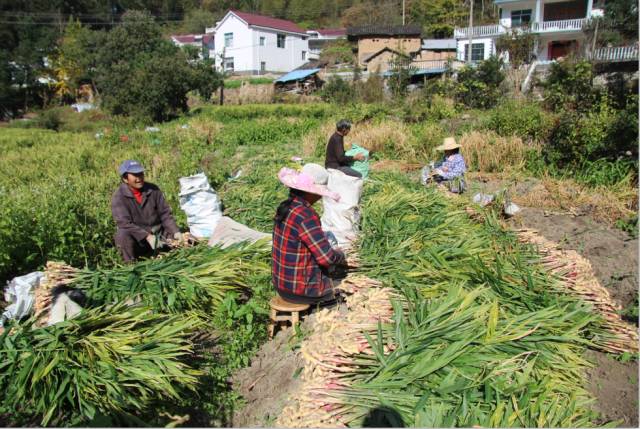 砀山县农村人口_砀山县人口分布地形图