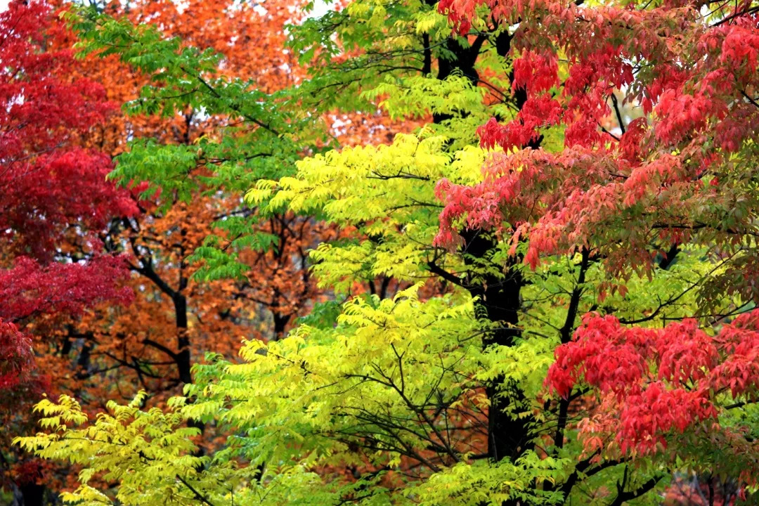 黑龙江五花山色已上线