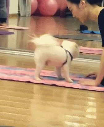 主人带着狗狗来瑜伽馆,没想到这只博美也跟着练了起来,伸懒腰的模样