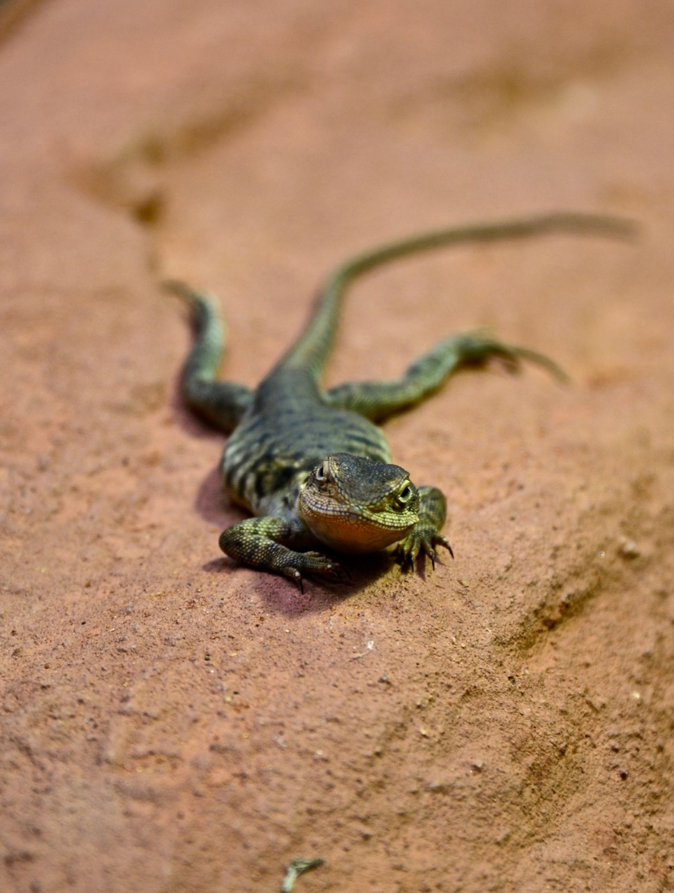美拍悉尼:歪脖的龟&橘黄的蛇,悉尼动物园里的爬行动物