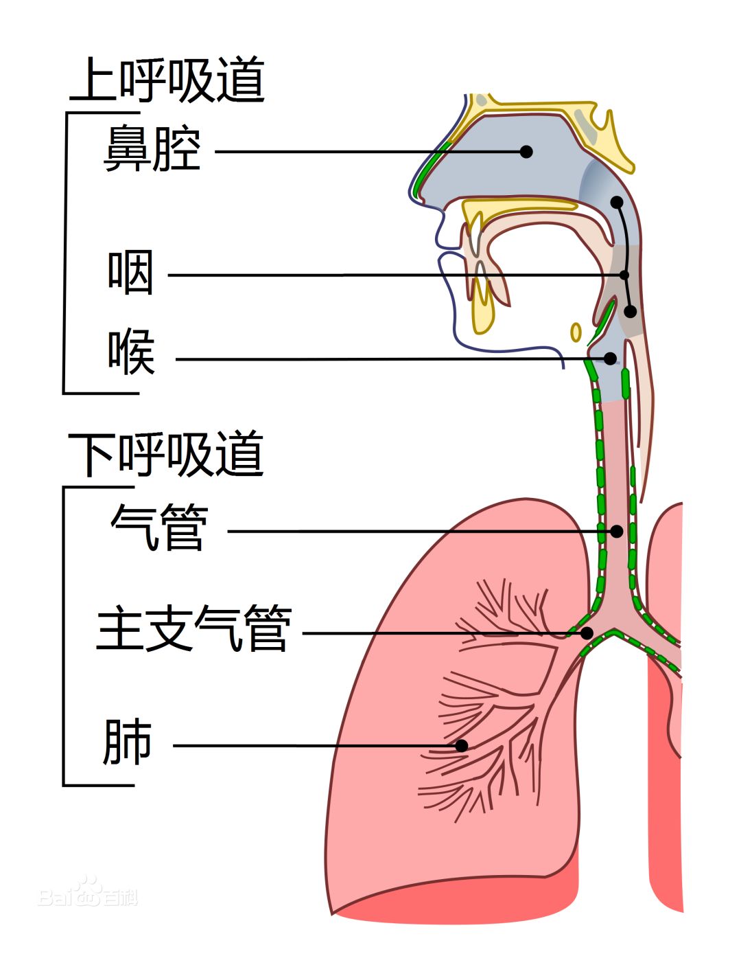 Una imagen de infección de amigdalitis en la boca humana 2023